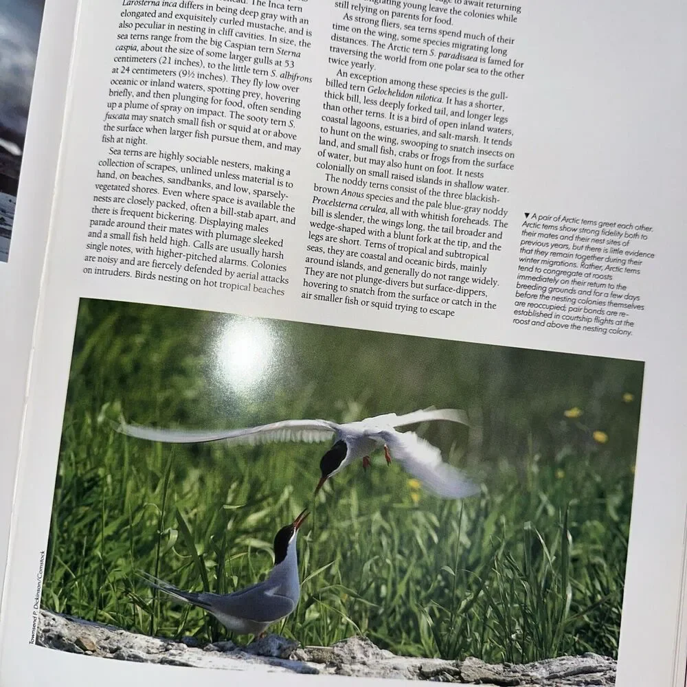 The Encyclopedia of Birds by Per‎ Christiansen (1991, Hardcover) Coffee table
